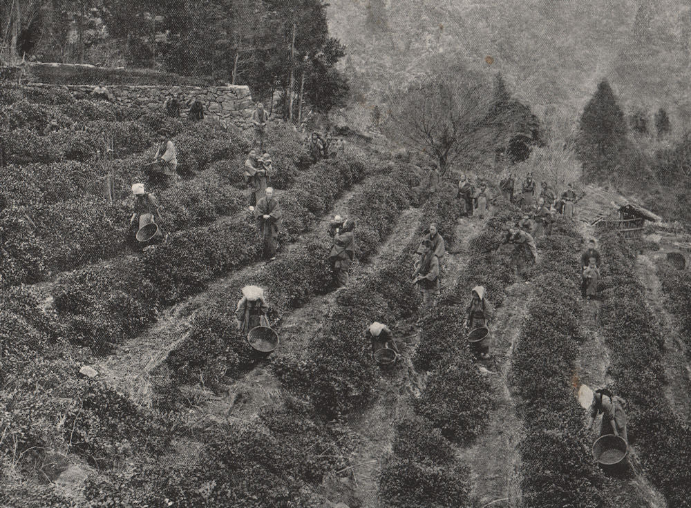 KOBE. A tea plantation outside the town. Japan 1895 old antique print picture